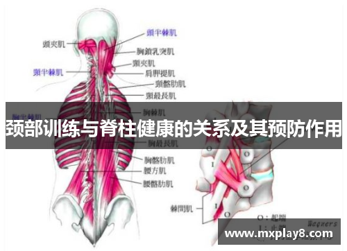 颈部训练与脊柱健康的关系及其预防作用